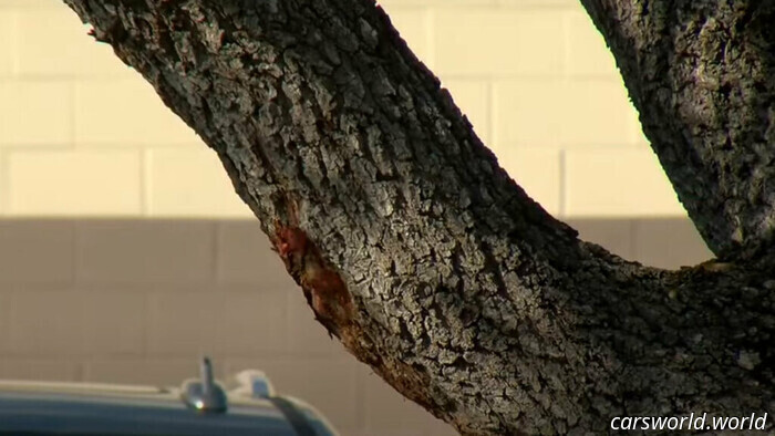 Woman Taken Into Custody For Hit-And-Run After Rubbing Vehicle Against A Tree | Carscoops